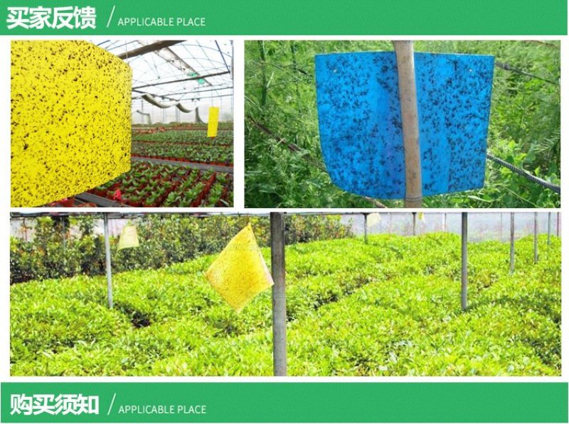 （买百送十）双面黄板果园专用蓝板贴蓟马白粉虱诱虫板粘飞虫
