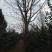 白果树