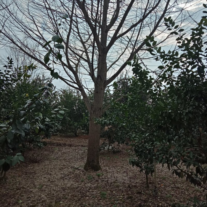白果树
