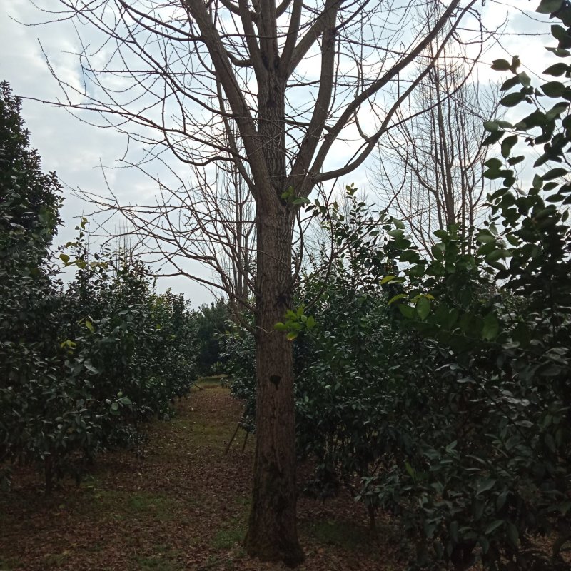 白果树