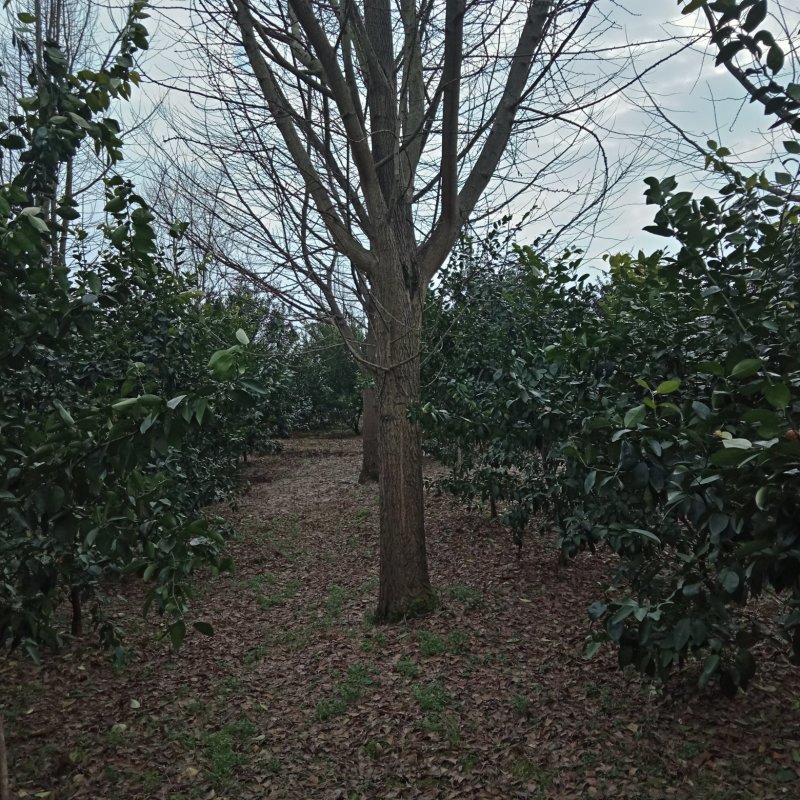 白果树