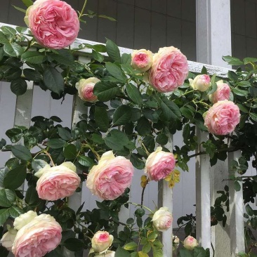 蔷薇蔷薇花苗爬墙梅红花蔷薇带刺蔷薇无刺蔷薇