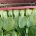 上海青小油菜杭白菜鸡毛菜