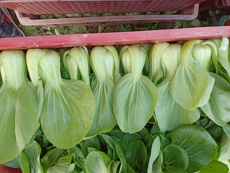 上海青小油菜杭白菜鸡毛菜