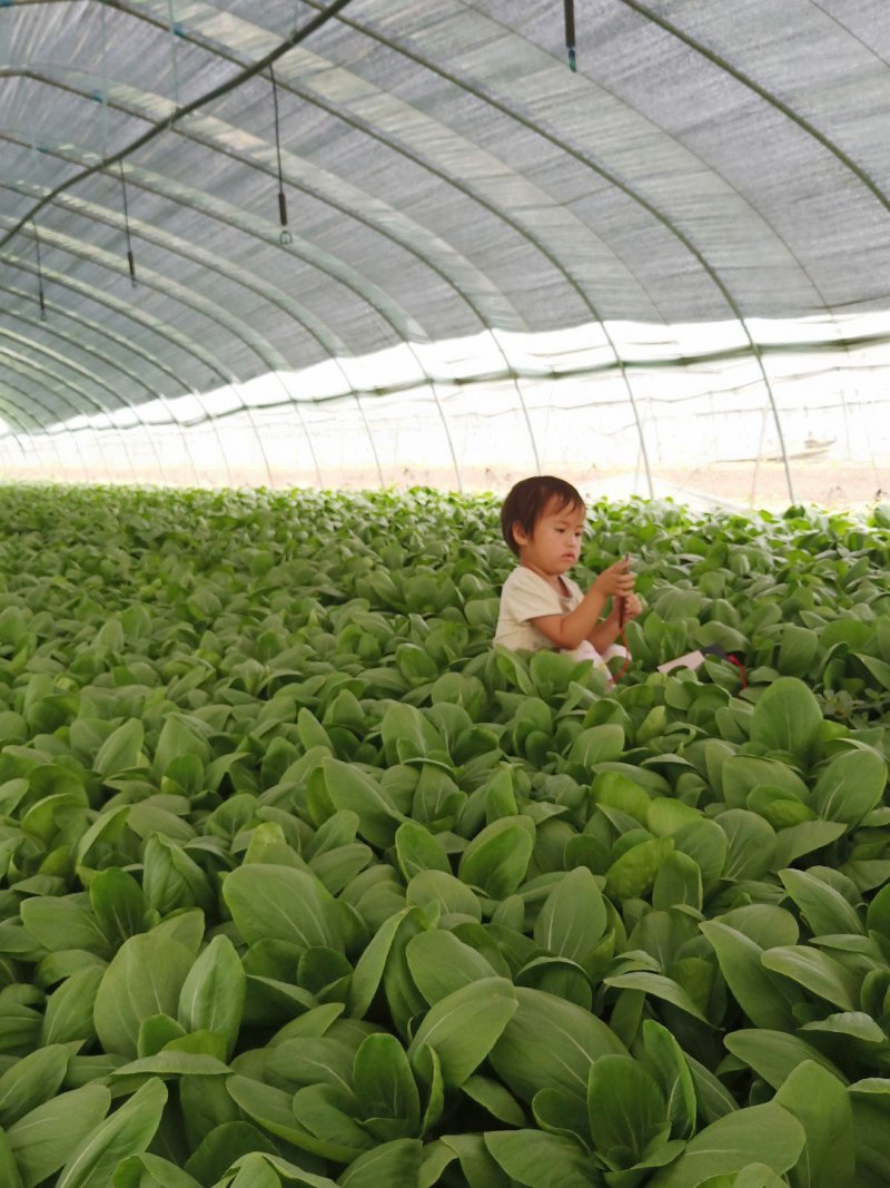 上海青小油菜杭白菜鸡毛菜