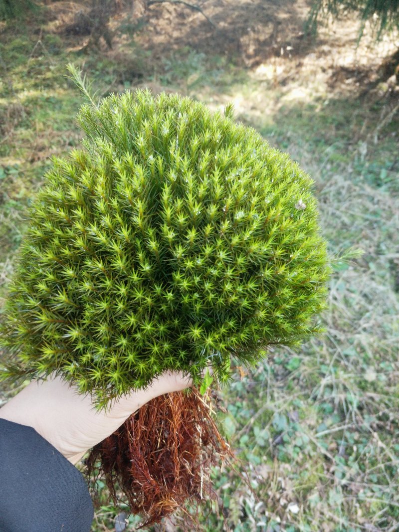 金发鲜是绿化最漂亮的苔藓，在室内可设计景观，