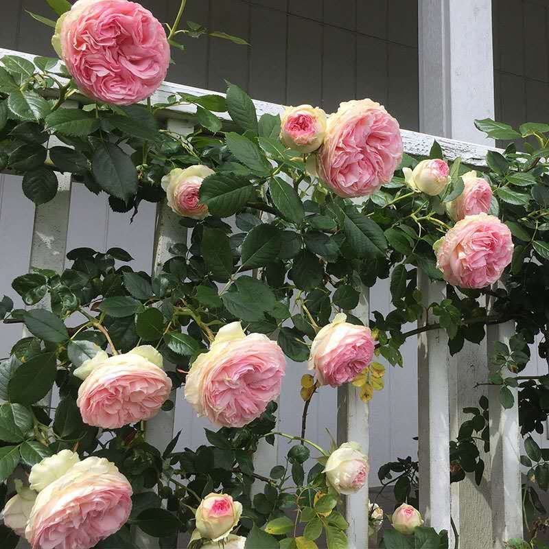 蔷薇花红花蔷薇白花蔷薇蔷薇苗蔷薇花苗蔷薇小苗