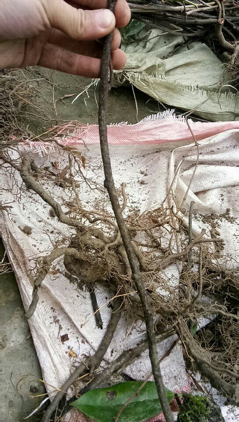 布福娜苗黑老虎大苗结果苗