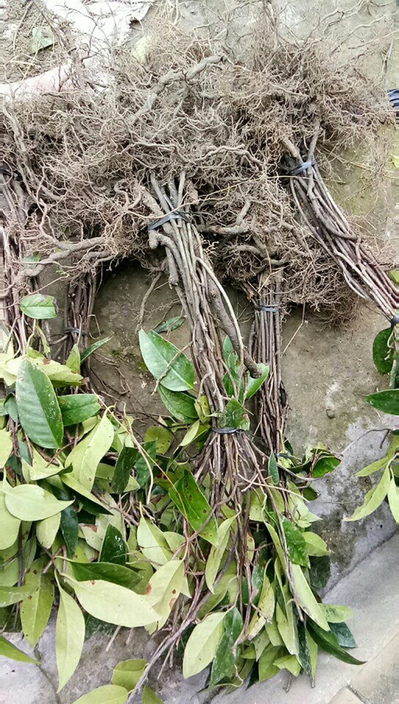 布福娜苗黑老虎大苗结果苗