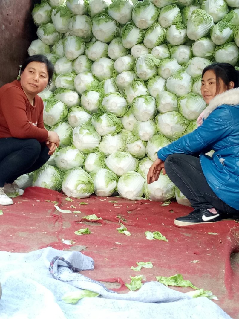 白菜，大白菜，长白菜黄心白菜4~6斤净菜