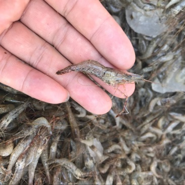 小河虾