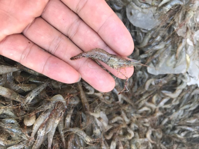 小河虾