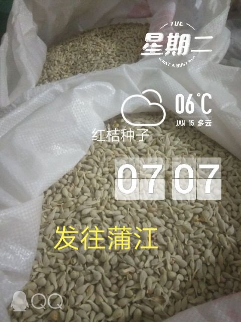 四川红桔种子，颗颗饱满，粒粒晶莹剔透，