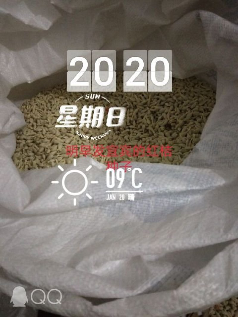 四川红桔种子，颗颗饱满，粒粒晶莹剔透，