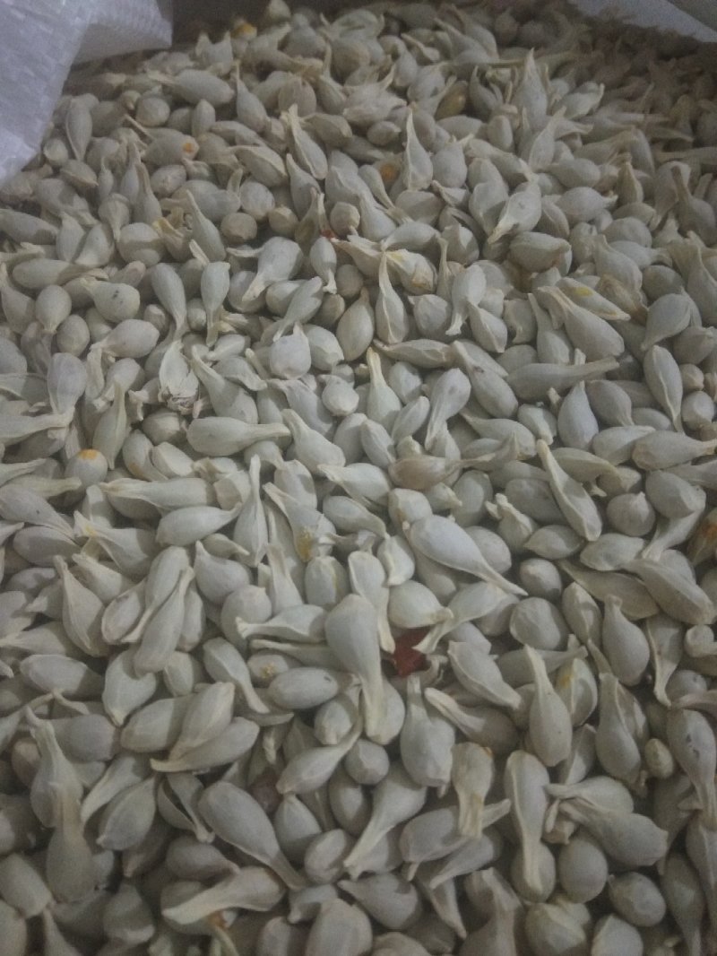 四川红桔种子，颗颗饱满，粒粒晶莹剔透，