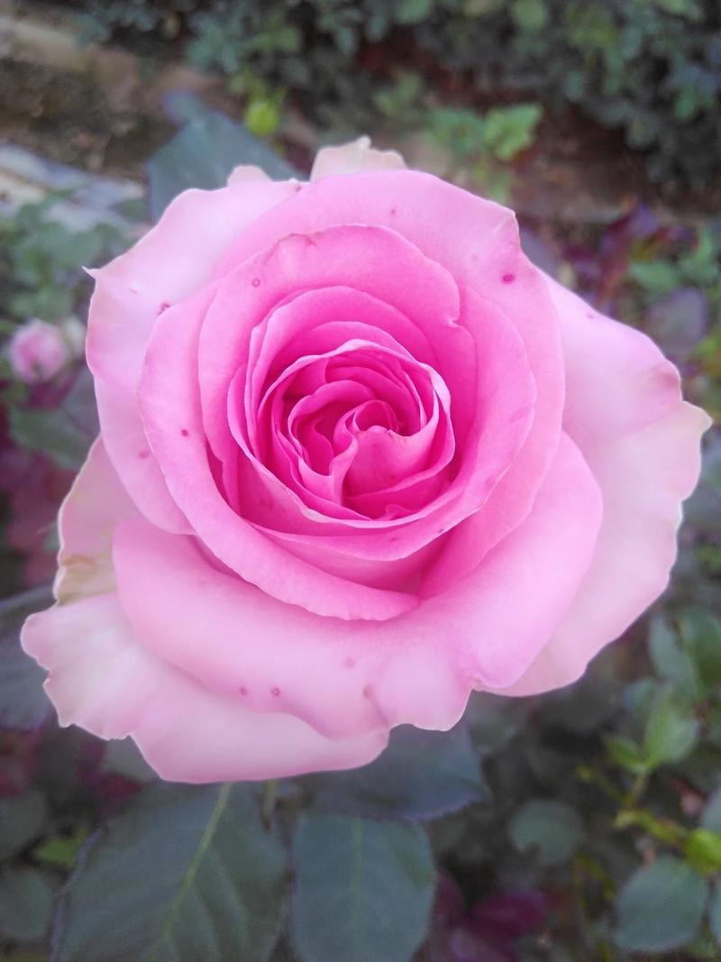 玫瑰苗双色粉采玫瑰钻石玫瑰四季玫瑰。