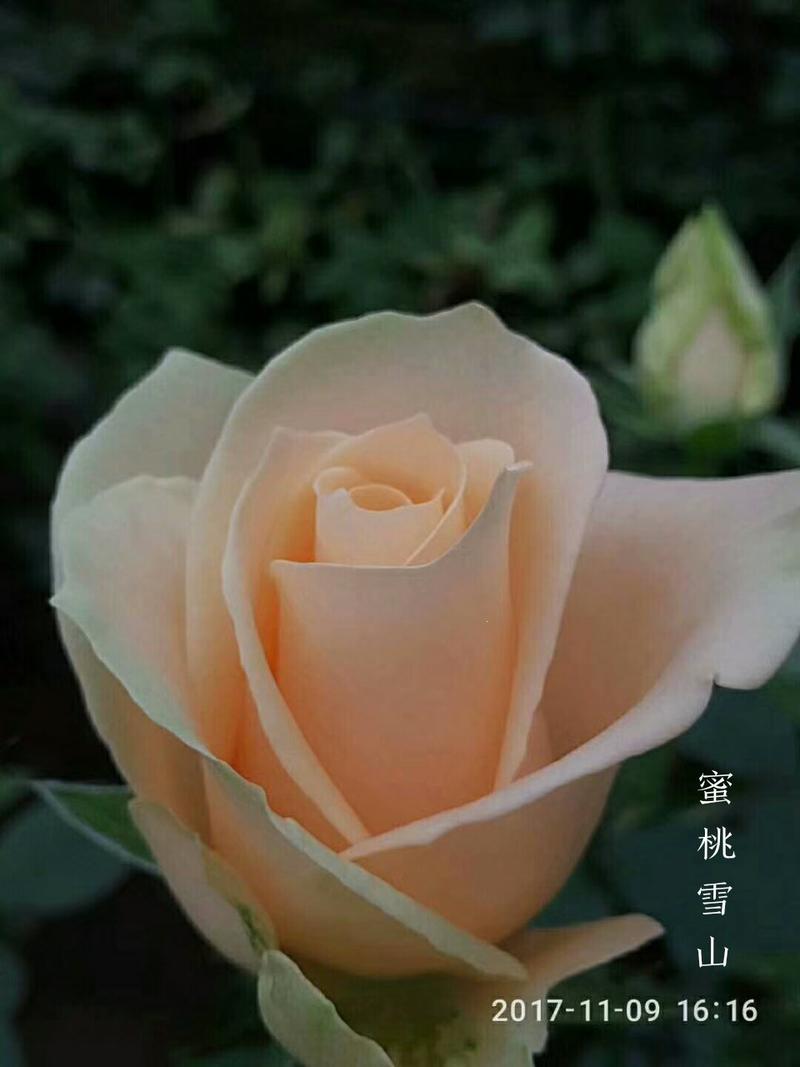 玫瑰苗双色粉采玫瑰钻石玫瑰四季玫瑰。