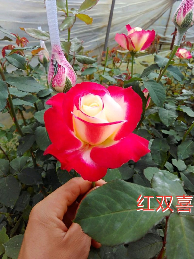 玫瑰苗双色粉采玫瑰钻石玫瑰四季玫瑰。