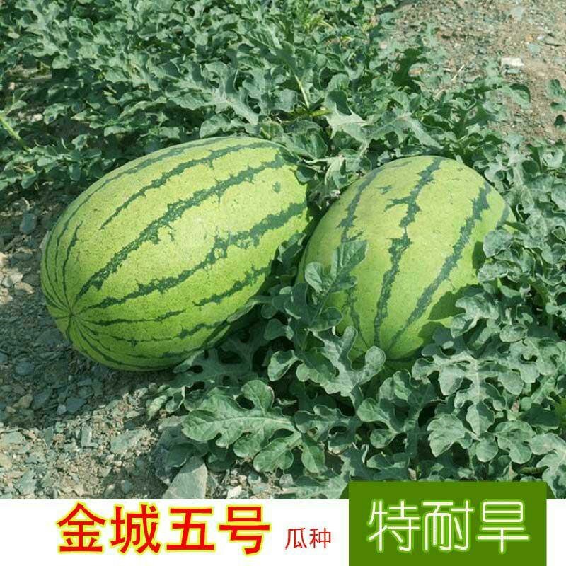 金城五号大果西瓜种子石头瓜种子高糖甜脆特耐旱抗病