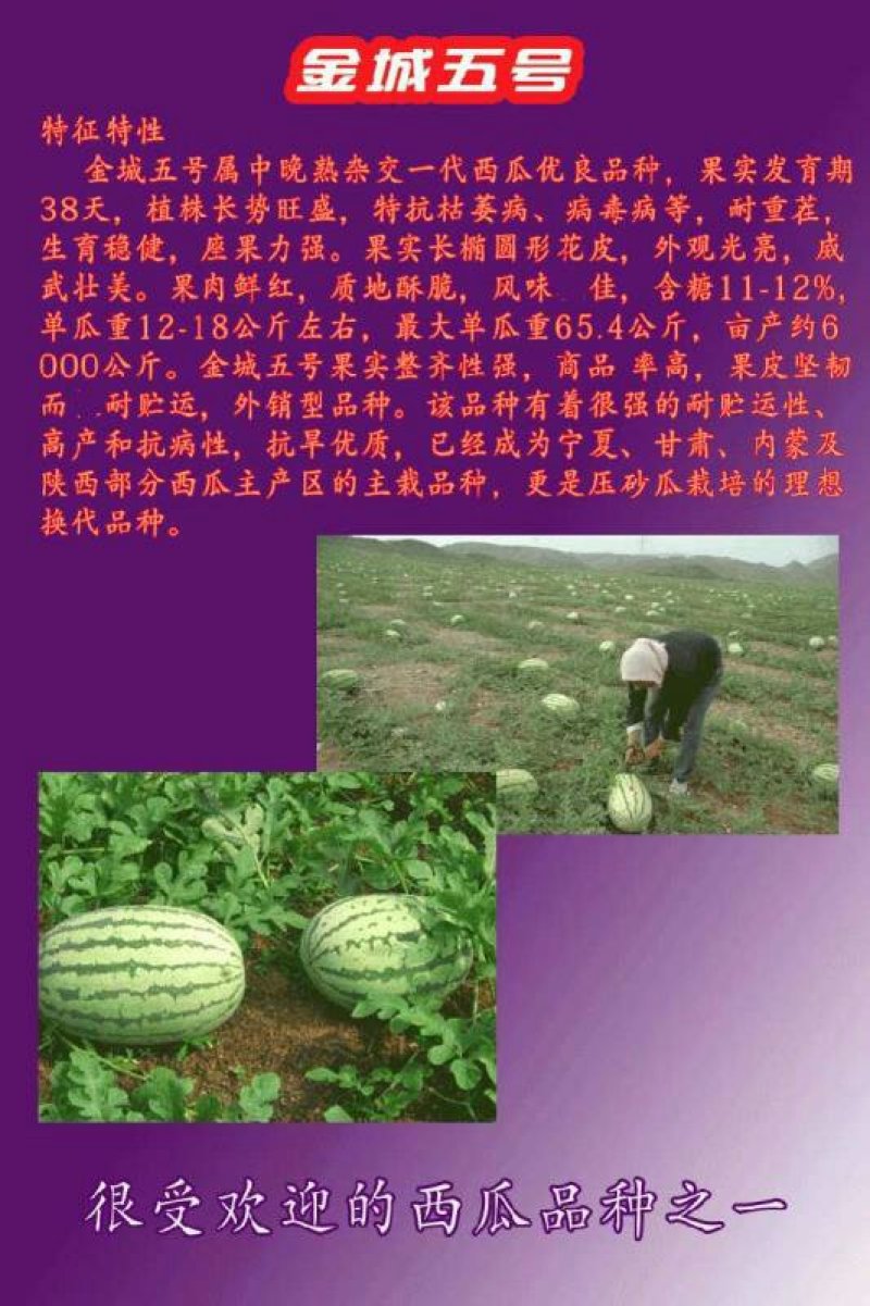 金城五号大果西瓜种子石头瓜种子高糖甜脆特耐旱抗病
