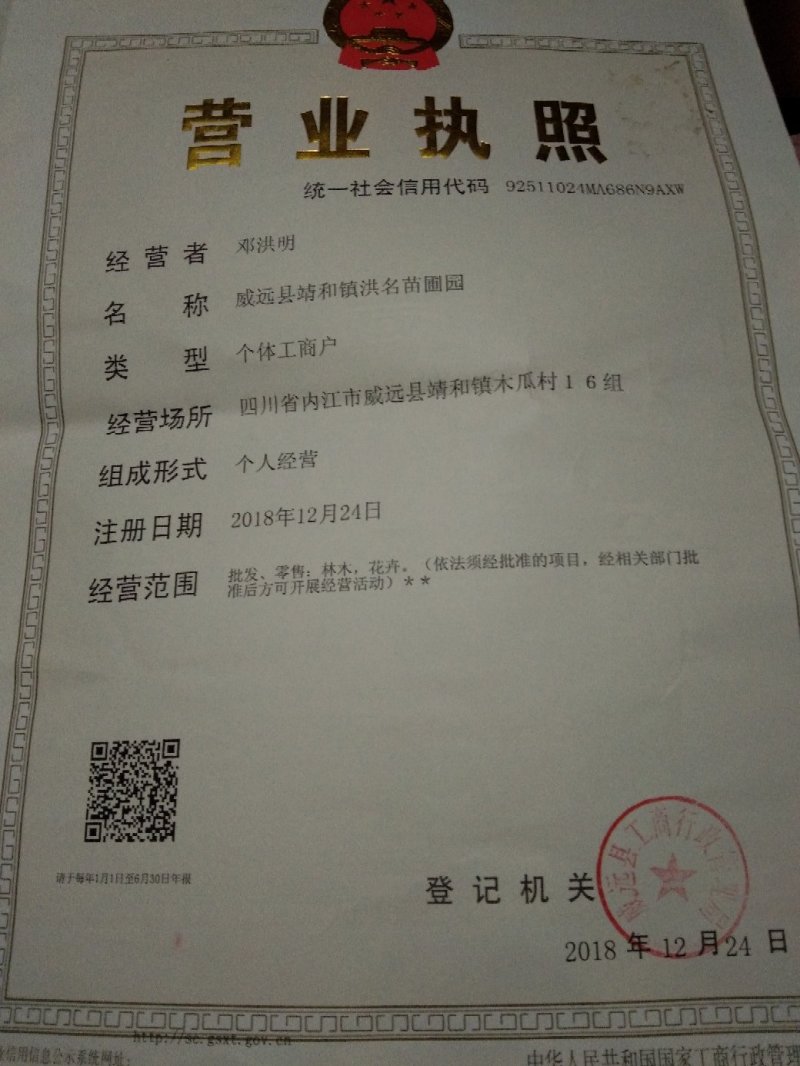 纯红桔种子