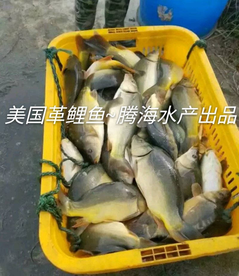 鲤鱼苗，裸鲤鱼苗，无鳞片鲤鱼苗，鲤鱼，革鲤鱼苗等多品种