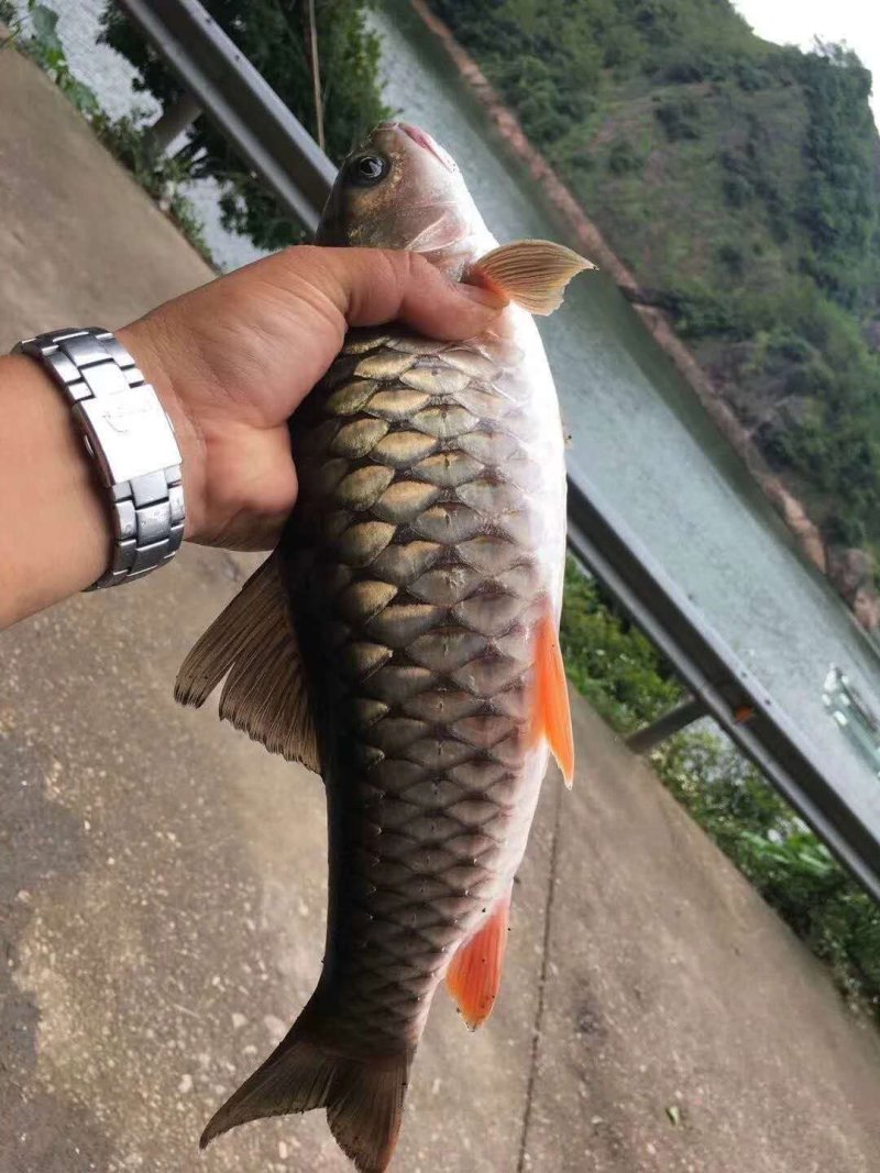 鲤鱼苗，裸鲤鱼苗，无鳞片鲤鱼苗，鲤鱼，革鲤鱼苗等多品种