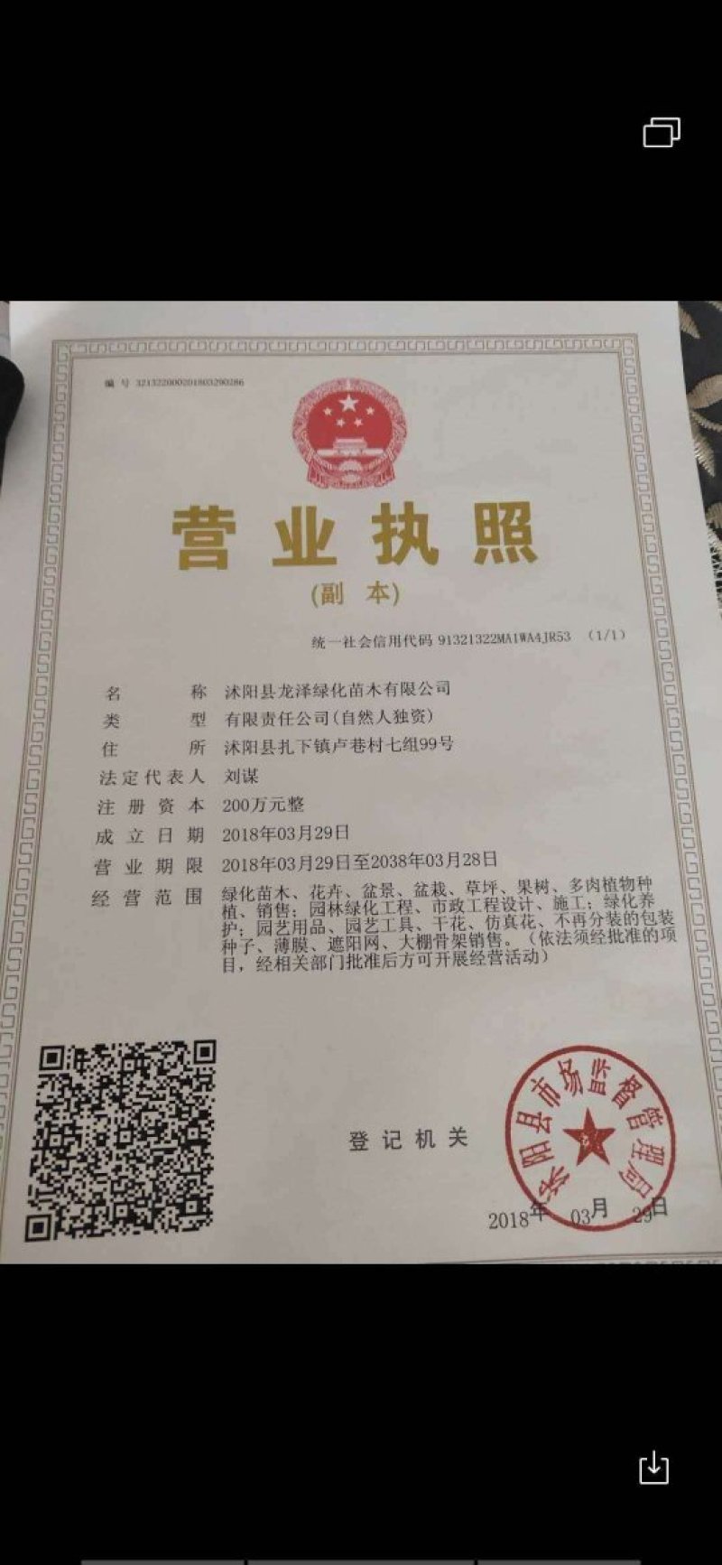 月季高杆月季月季花树状月季月季树月季花树