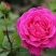 月季高杆月季月季花树状月季月季树月季花树
