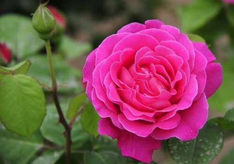 月季高杆月季月季花树状月季月季树月季花树