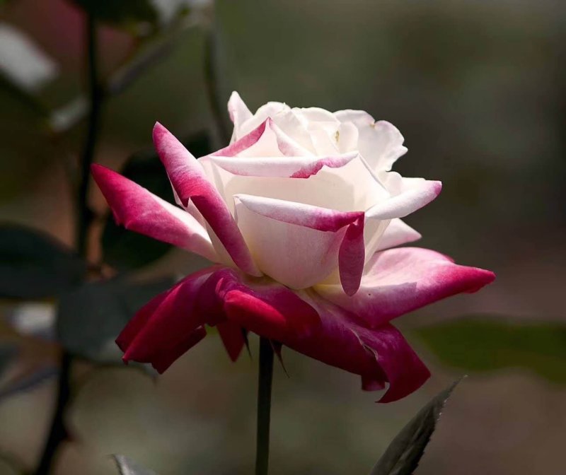 月季高杆月季月季花树状月季月季树月季花树