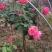 月季高杆月季月季花树状月季月季树月季花树