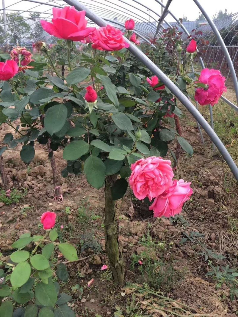 月季高杆月季月季花树状月季月季树月季花树