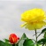 月季高杆月季月季花树状月季月季树月季花树