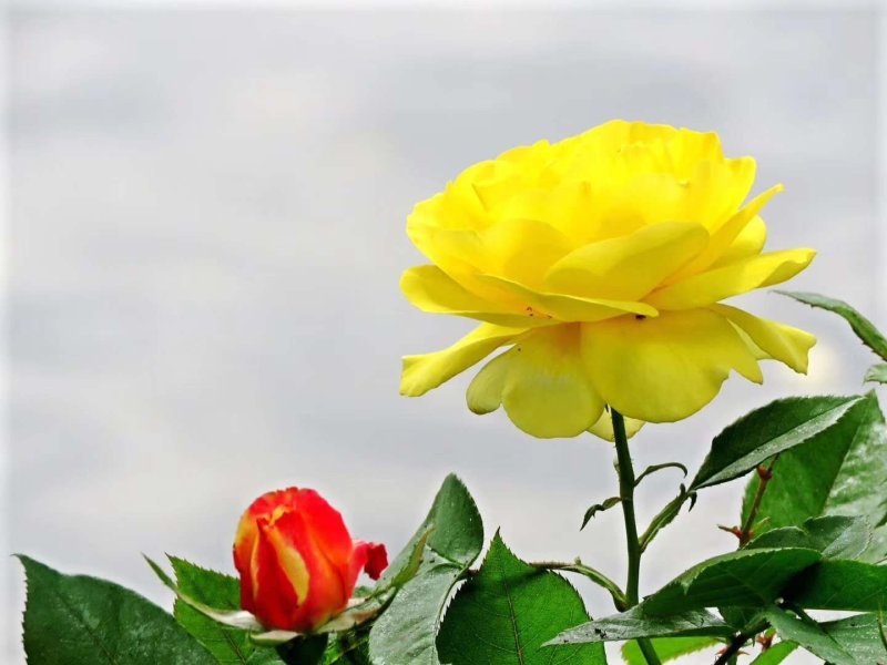 月季高杆月季月季花树状月季月季树月季花树