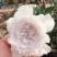 月季高杆月季月季花树状月季月季树月季花树