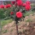 月季高杆月季月季花树状月季月季树月季花树