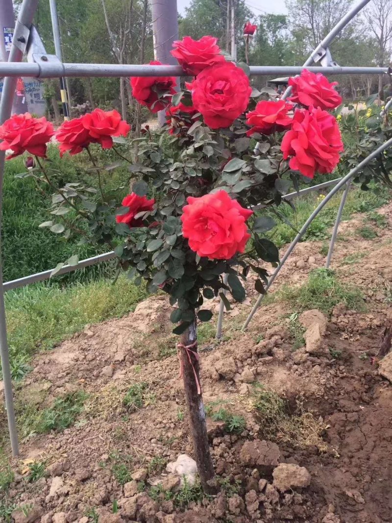 月季高杆月季月季花树状月季月季树月季花树