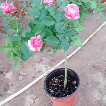 月季高杆月季月季花树状月季月季树月季花树