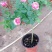 月季高杆月季月季花树状月季月季树月季花树