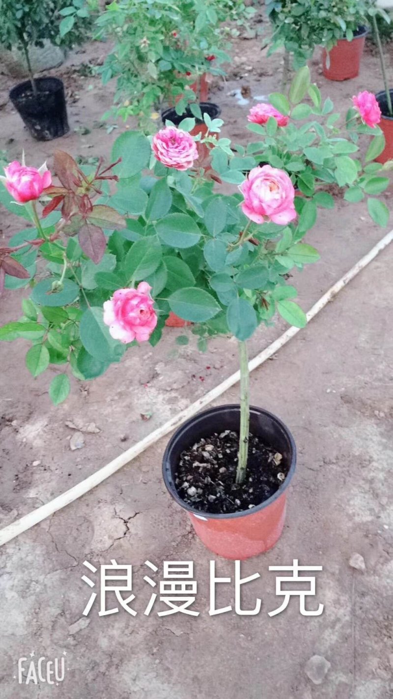 月季高杆月季月季花树状月季月季树月季花树