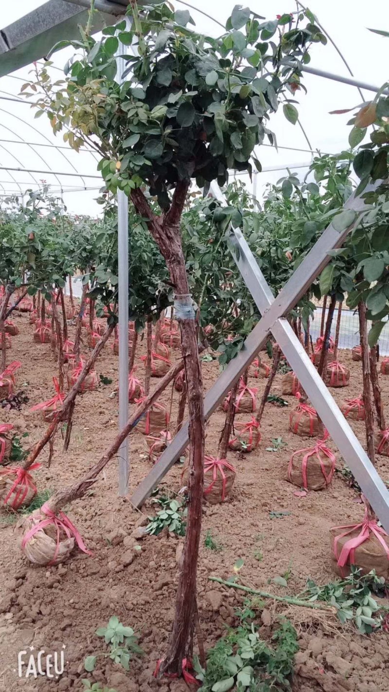 月季高杆月季月季花树状月季月季树月季花树