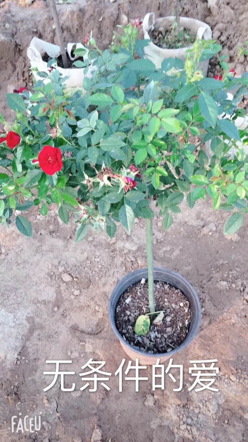 月季高杆月季月季花树状月季月季树月季花树
