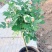 月季高杆月季月季花树状月季月季树月季花树