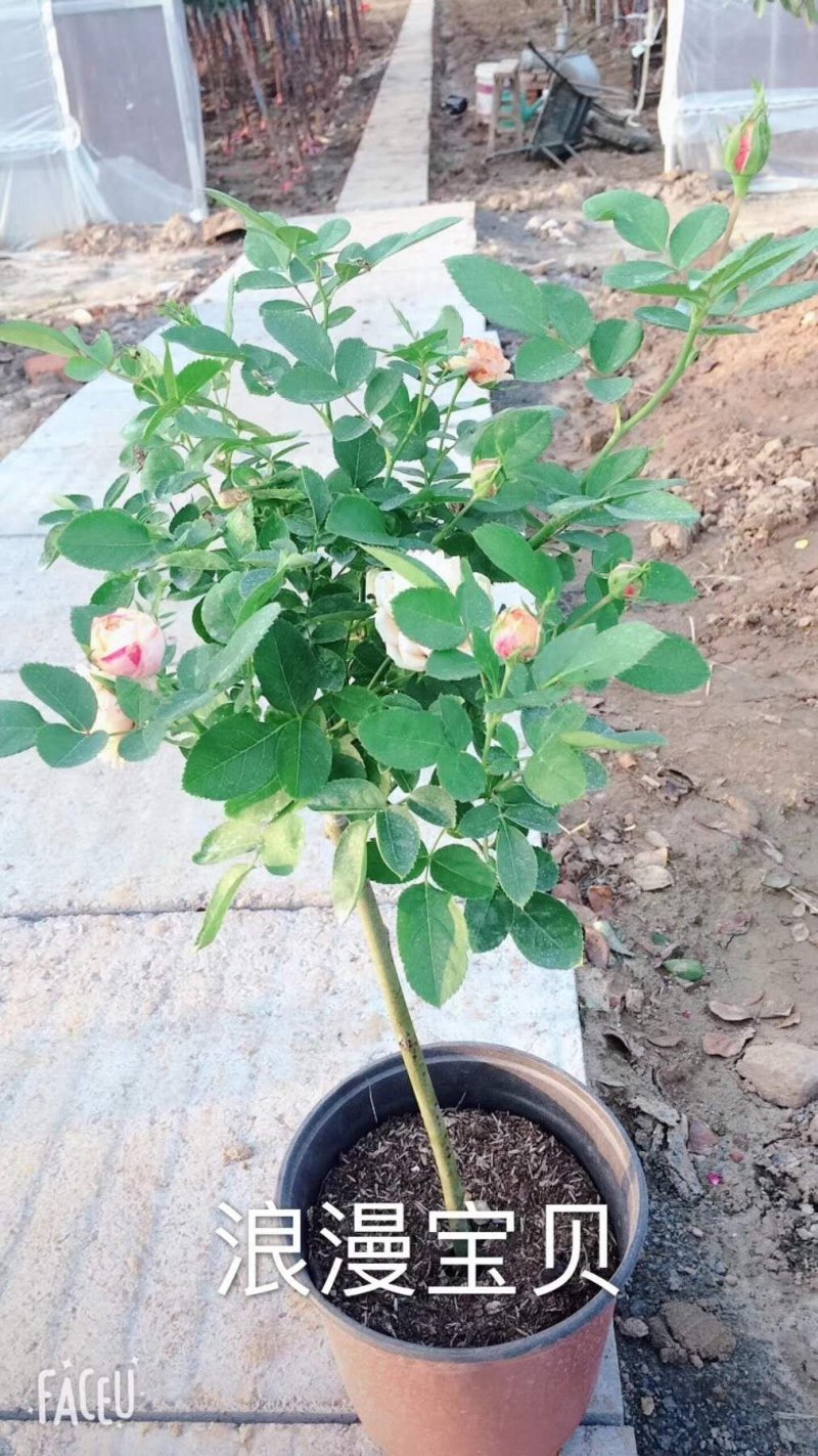 月季高杆月季月季花树状月季月季树月季花树