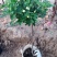月季高杆月季月季花树状月季月季树月季花树