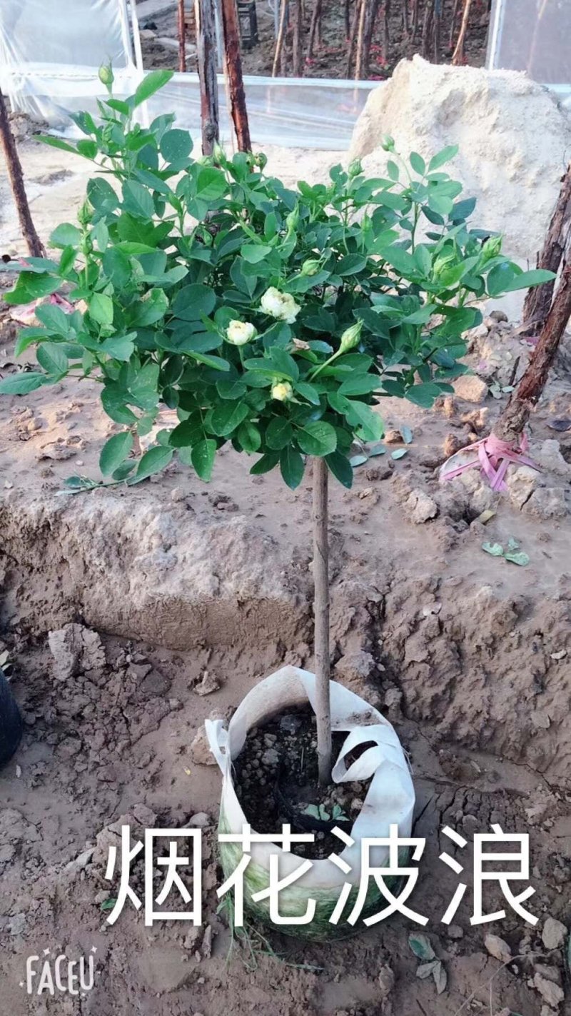 月季高杆月季月季花树状月季月季树月季花树