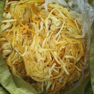 黄色金针菇品种三明B