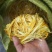 黄色金针菇品种三明B