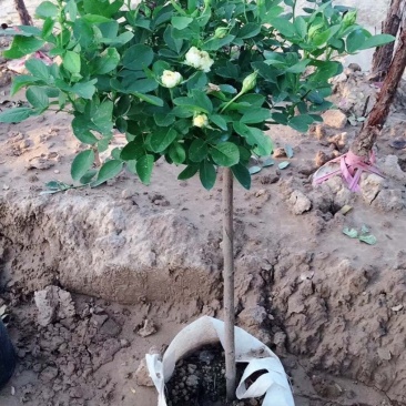 月季高杆月季月季花树状月季月季树月季花树